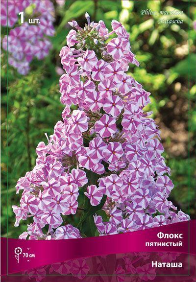 Флокс Наташа (пятнистый) купить с доставкой в интернет-магазине Чистый Мир.