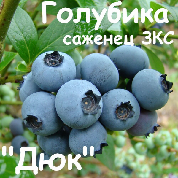 Саженец Голубика высокорослая Река / Закрытая (ЗКС) / 20-30 см. - купить с доста