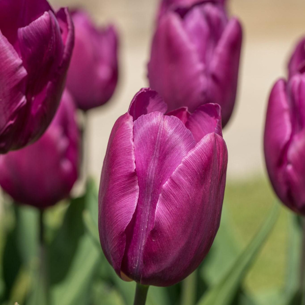 Purple lady тюльпан фото и описание