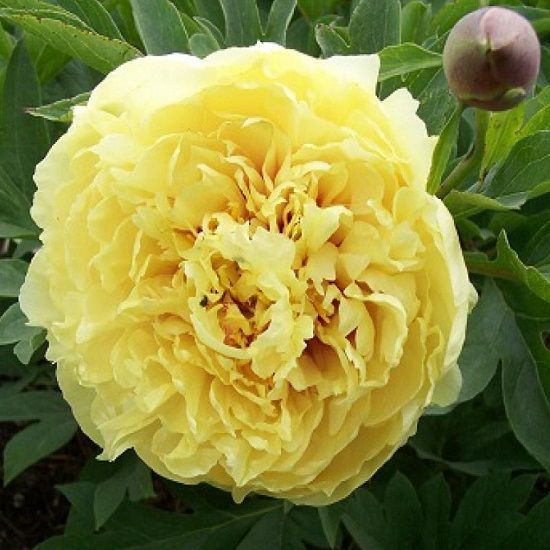 Пион Кэролайн констебль Paeonia Caroline Constabel