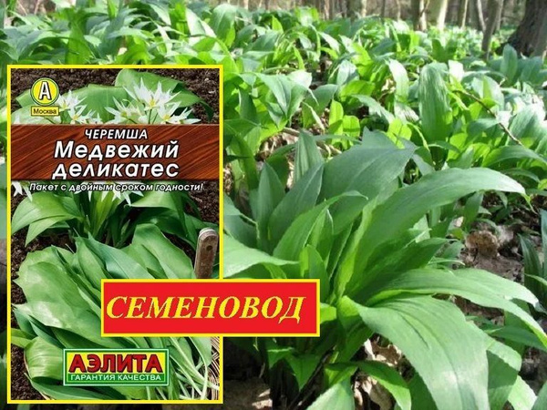 Черемша Аэлита пряно-ароматическое_ - купить по выгодным ценам в ...
