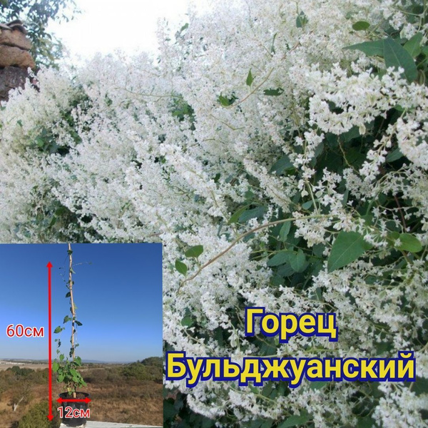 Горец бальджуанский купить на OZON по низкой цене (1202846612)