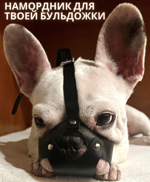 Намордник для собак / для французского бульдога - купить с доставкой по ...