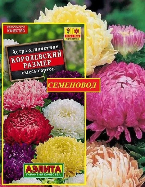Астры однолетние Агрофирма Аэлита Цветы_Астра Королевский размер_18562 ...