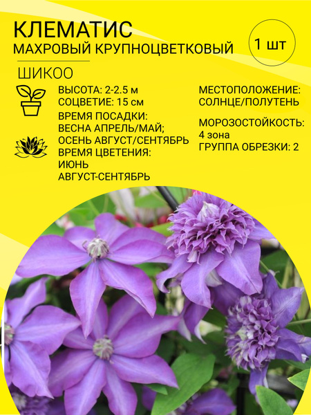 Клематисы, Клематис клематис махровый_Шикоо - купить по выгодным ценам ...