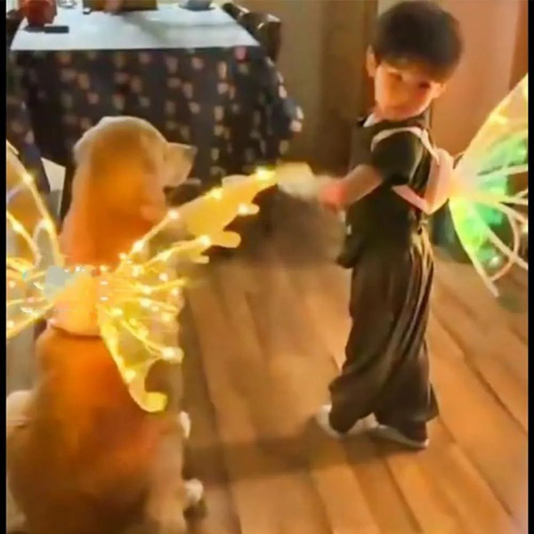 Светящиеся крылья собаки, электрическая фея, музыкальная бабочка со ...