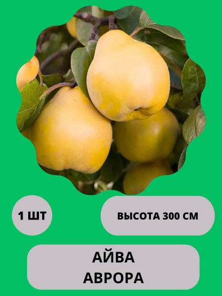 Клубни Айва купить по выгодной цене в интернет-магазине OZON (1400267714)