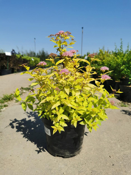 Спирея японская 'Golden Princess' - купить с доставкой по выгодным ...