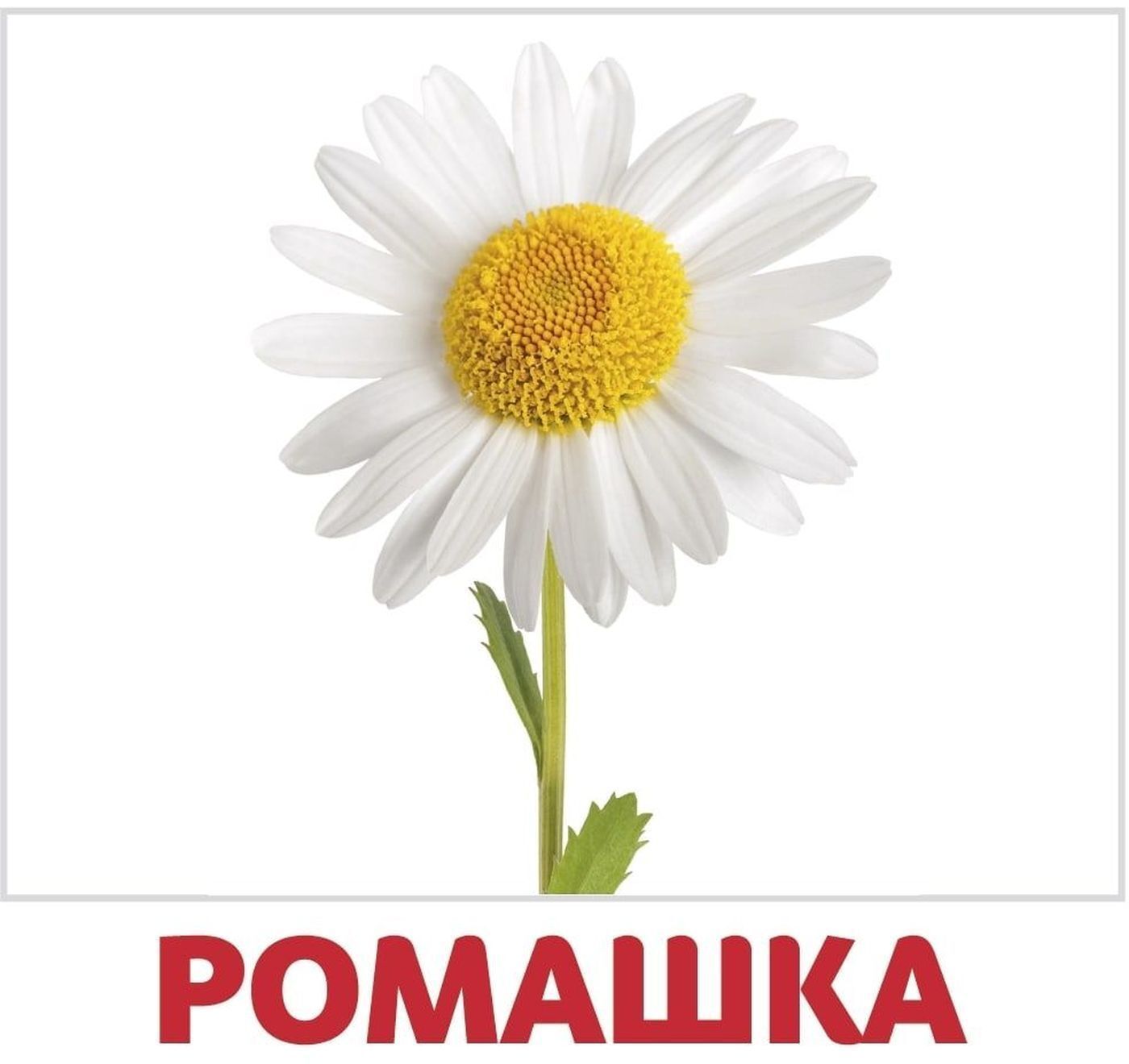 Картинки домана цветы