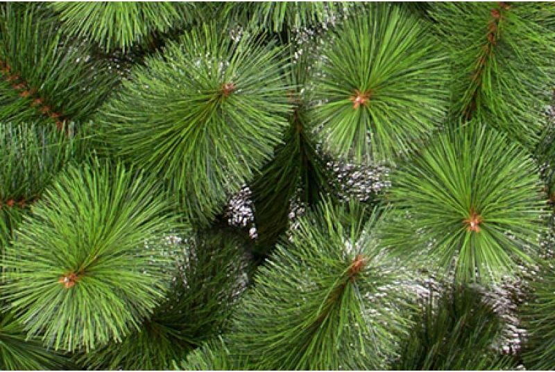 Сосна Крымская Купить В Краснодаре