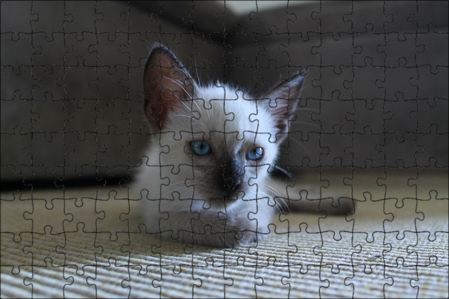 Baby Siamese Cats - 34 Pictures siamese cats Cats, Siamese cats, Siamese
