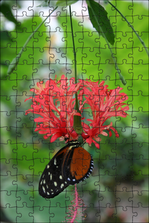 Цветок butterfly. Растение бабочка. Бабочка на цветке. Баттерфляй цветок. Бабочка на Красном цветке