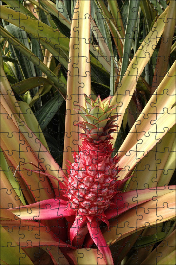 Как вырастить дома ананас из верхушки: пошаговая инструкция