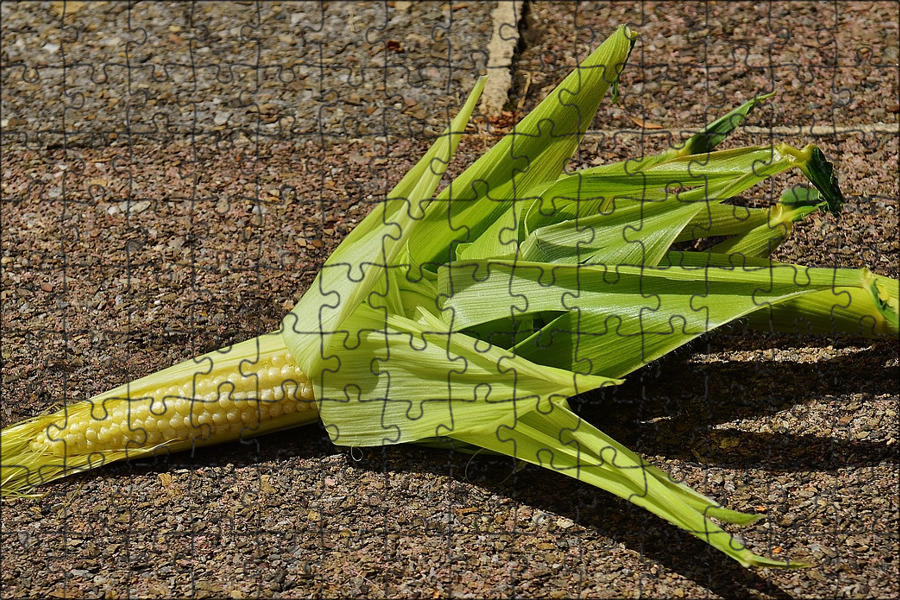 Кукурузные листья купить. Лист кукурузы. Цветок похожий на кукурузу. Цветок кукуруза комнатная. Лук кукуруза лук кукуруза лук.