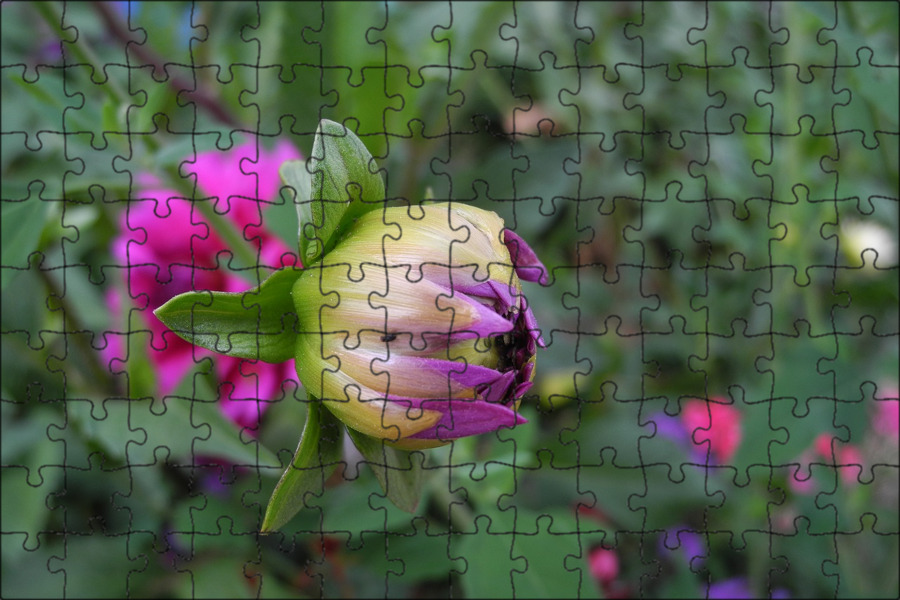 Большой бутон с почкой. Розовый бутон. Семена роз с бутона. Бутон ромашки фото. Срезанные розы.