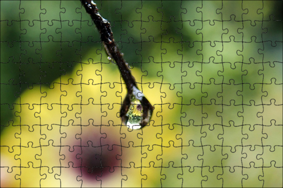 дерево с сережками зимой. картина дерево с желто-золотыми листьями. цветёт кассия трубчатая. дерево желтый дождь. бобовник лабурнум.