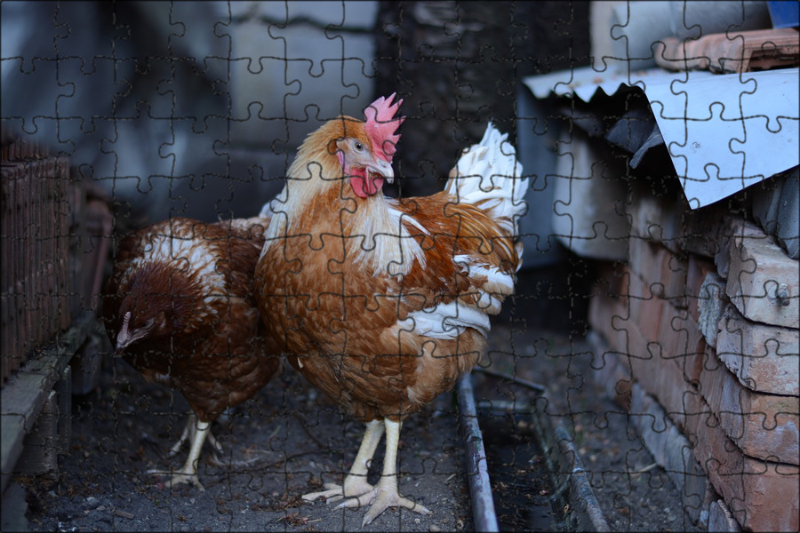 куры новосибирска. цыпленок жареный. куры новосибирска. перепела мясо. курица гриль.