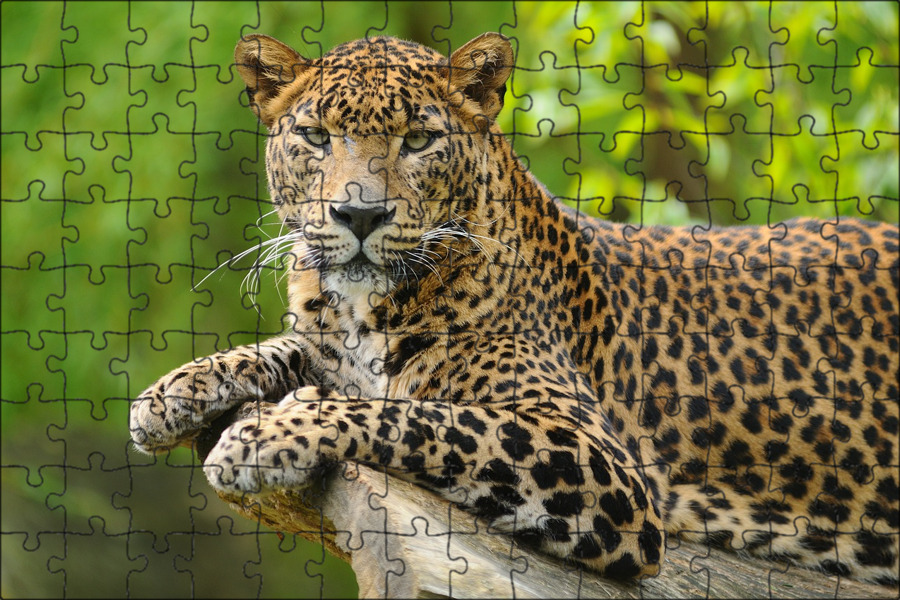 Серпопард. Леопард фото. Переднеазиатский леопард. Леопард обои. Леопард грациозный.