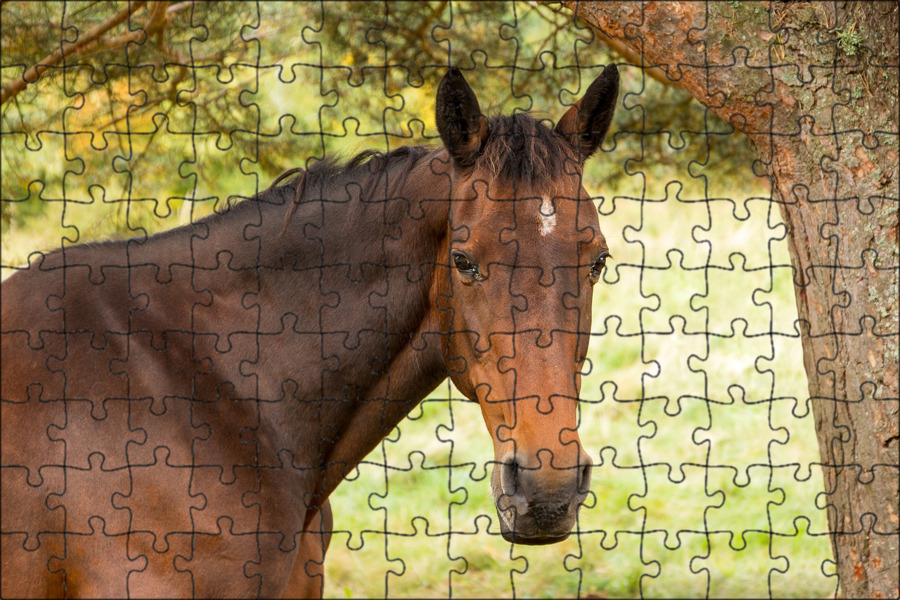 Лошадь б. Кобылка лошадь. Коричневая лошадь. Лошадь на привязи в поле. Чистокровная кобыла секунда.