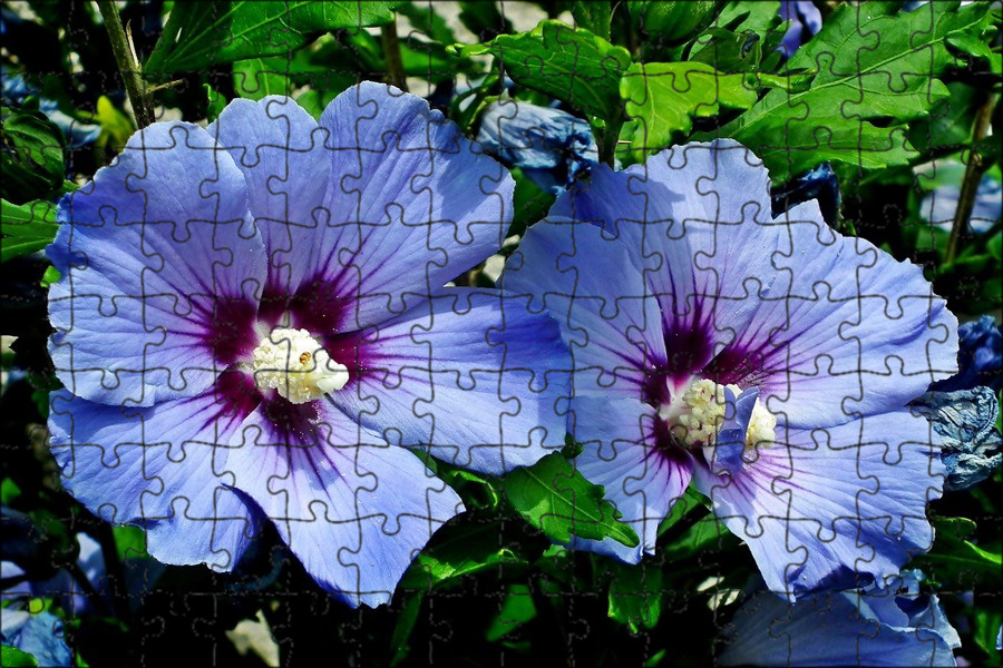 Купить Семена Гибискуса На Озон