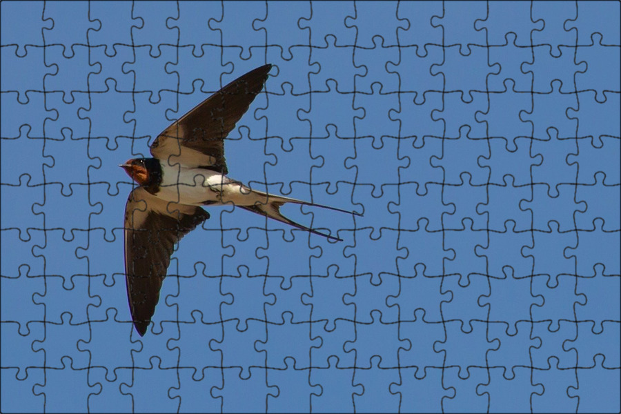 Canon Bird Branch Project Biodiversity Initiatives Bird photo guide Barn Swallow