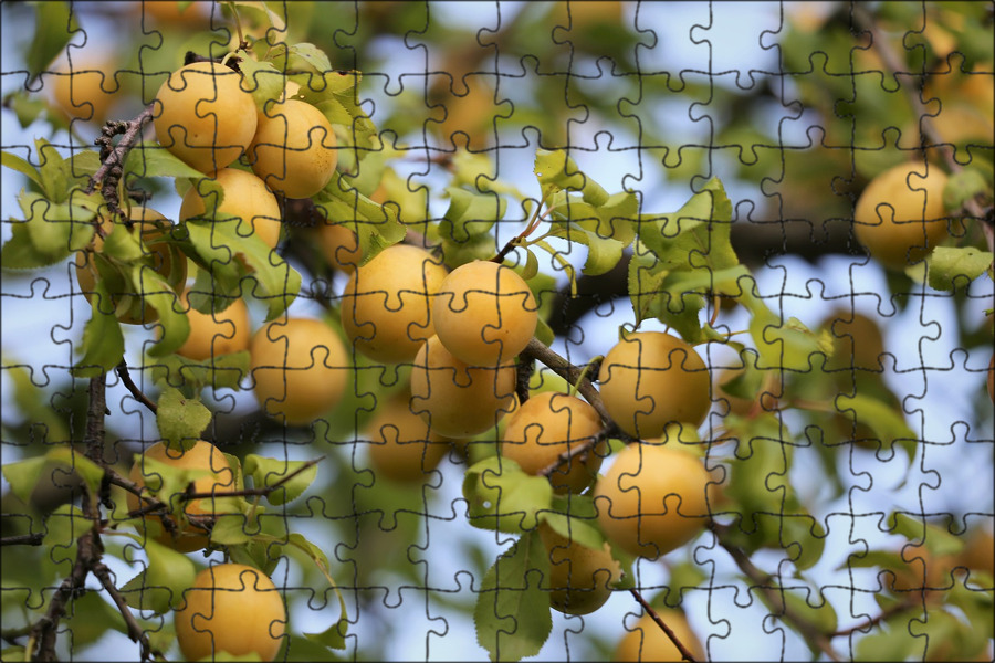 Слива подарок санкт петербургу