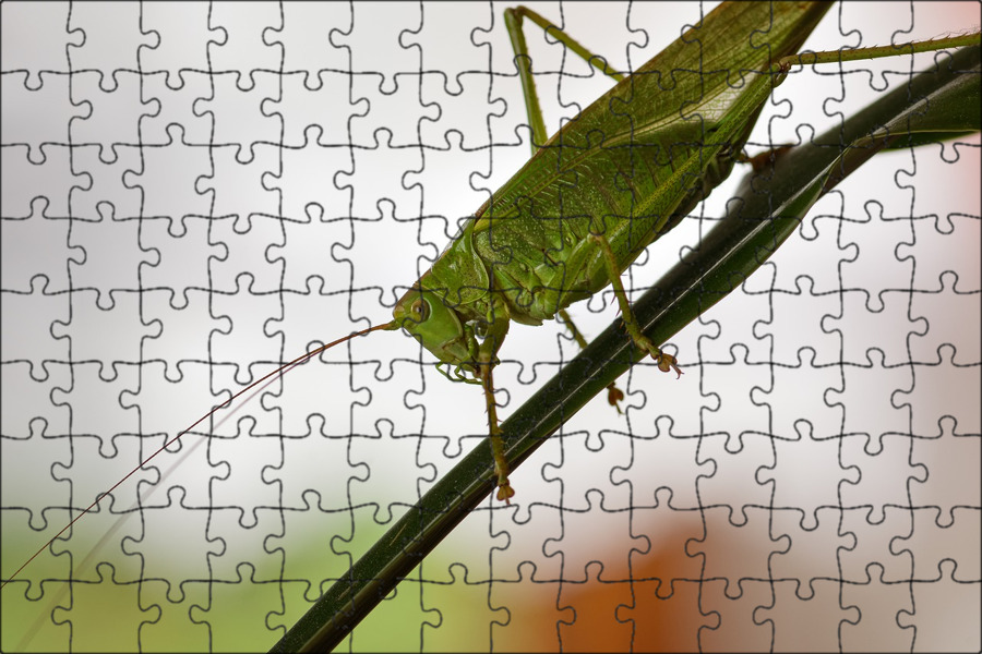 кузнечик лошадь. кузнечик лошадка. саранча и кузнечик. тм. кузнечик лошадь.