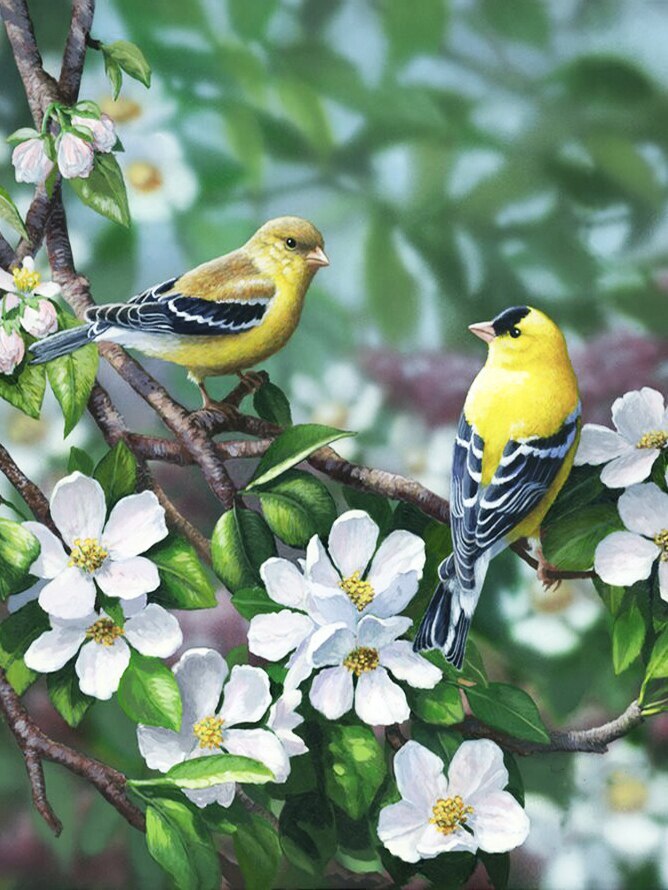 Картинка птицы на дереве цветы. Фотообои птичками рисунками 1×260.