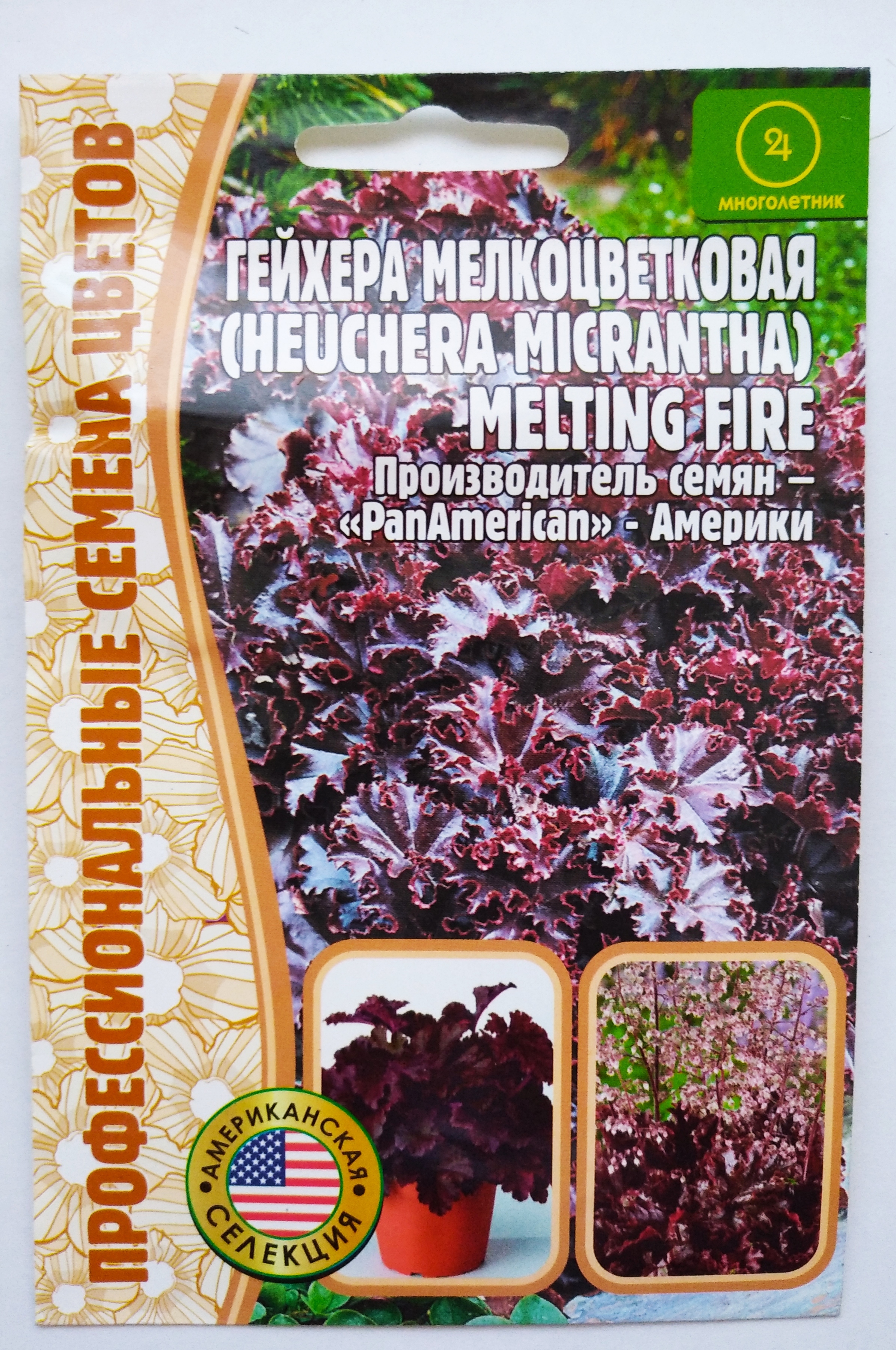 Гейхера мелтинг. Гейхера Мелтинг Файер. Гейхера melting Fire. Heuchera micrantha melting Fire. Гейхера Мелтинг Файер (американская).