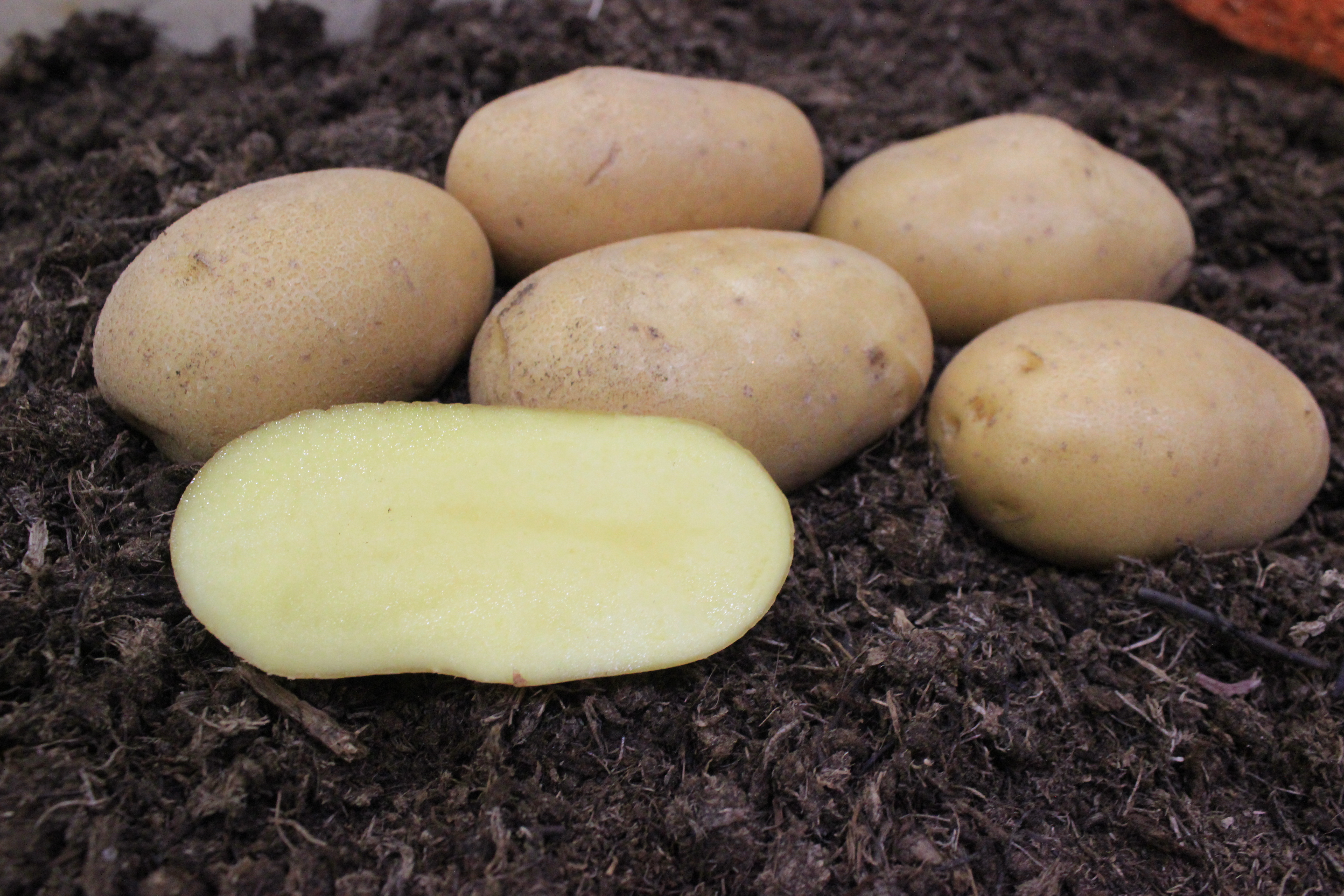 Картофель краса отзывы. Сорт картофеля Краса Мещеры характеристика. Семена картофеля. Картофель семенной 2кг Синеглазка суперэлита.
