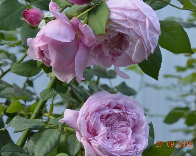 Спирит роза фото и описание