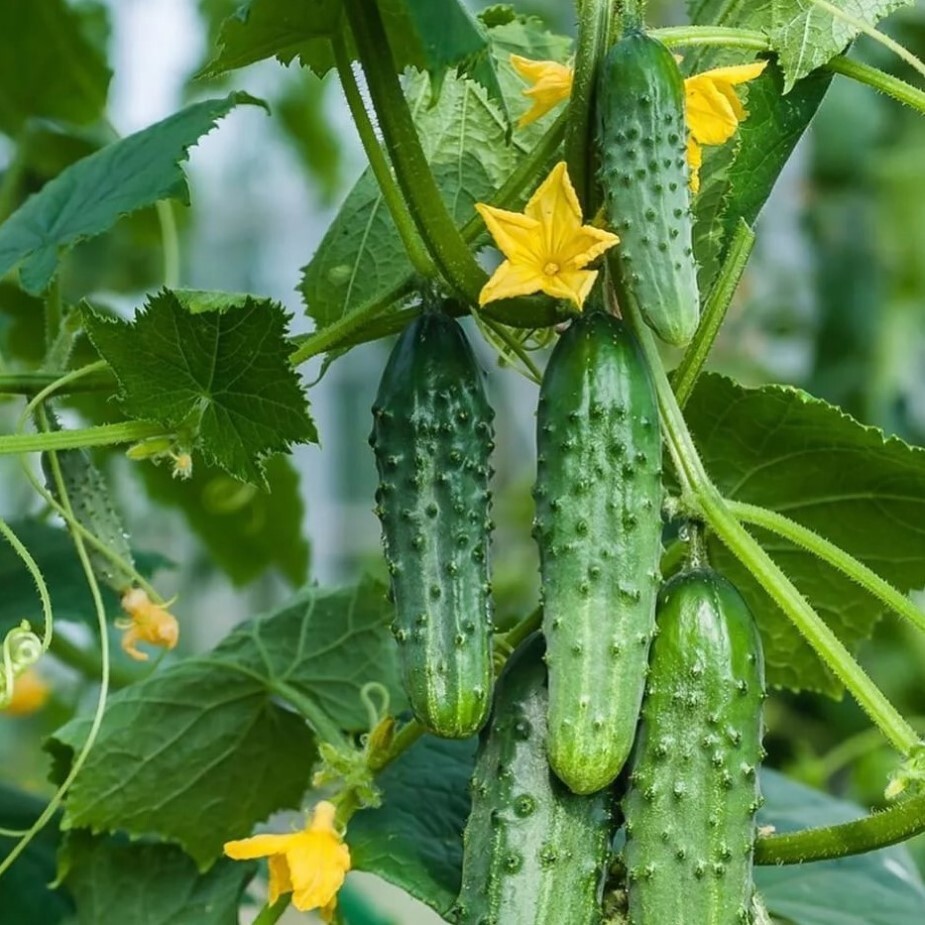 Cucumis sativus