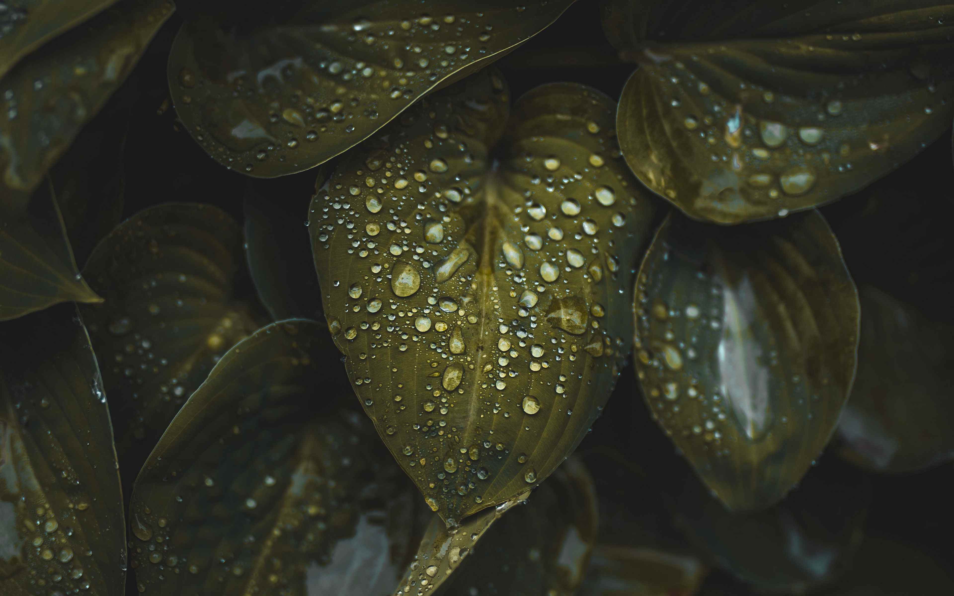 Обои на рабочий стол первые листочки. Красивые листья деревьев. Листочек растения. Зеленый лист. Листва деревьев.