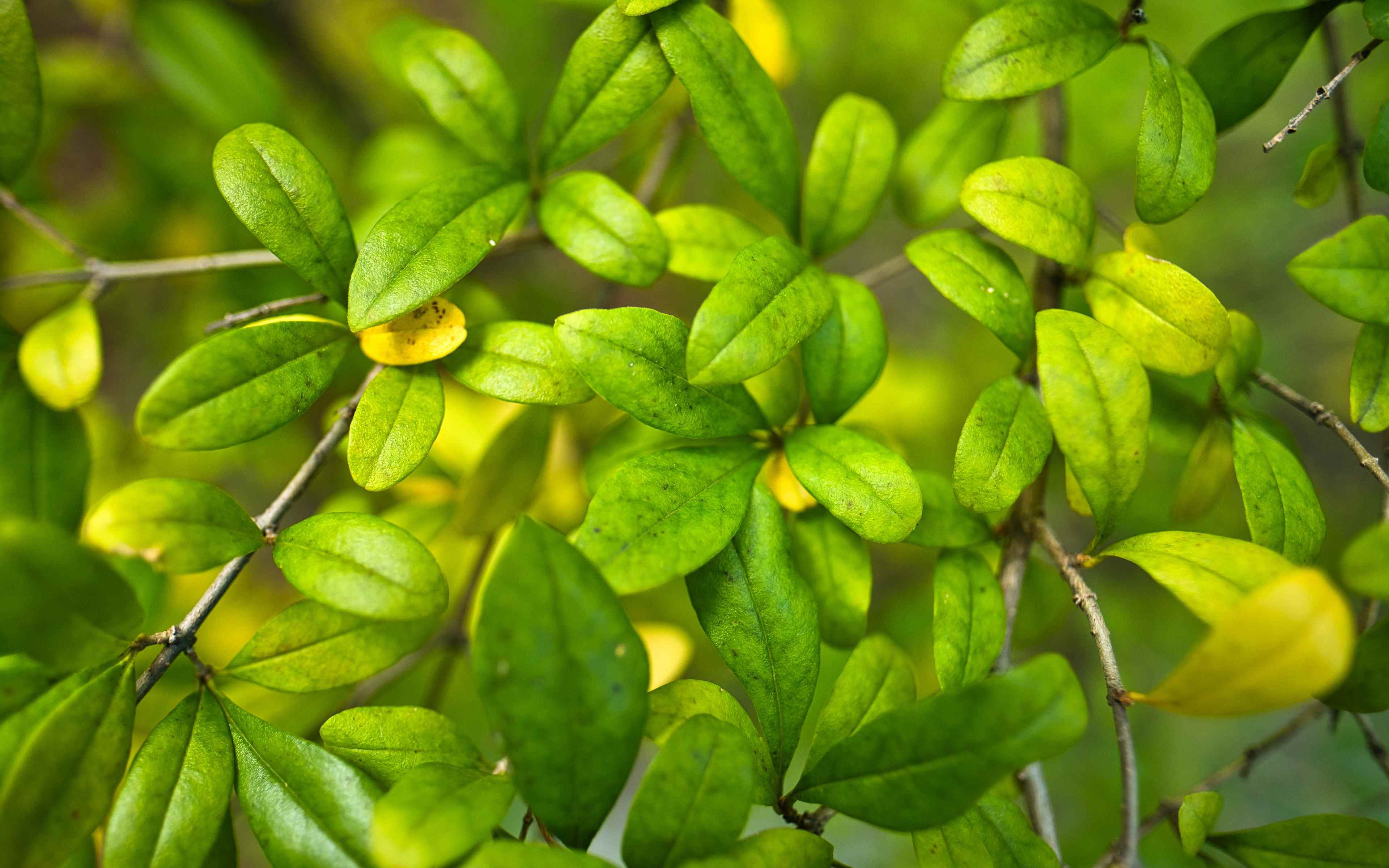Листья кустарников. Зеленые картинки. Bush branch. Темно зеленые листья. Темно зеленые листья.