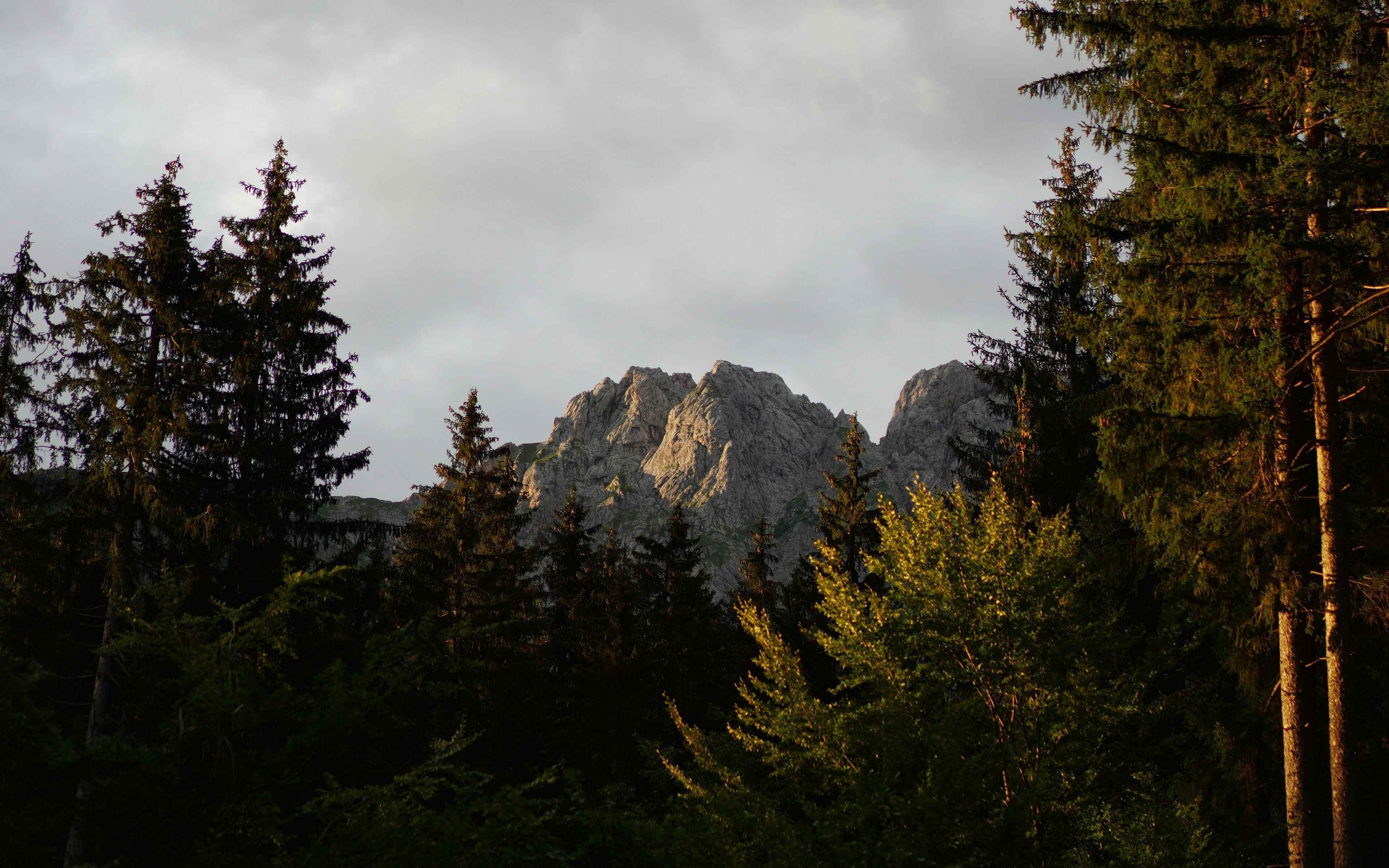 Mt source. Лес вершины деревьев. Гора Пайн. Сосновый лес. Сосна в горах.