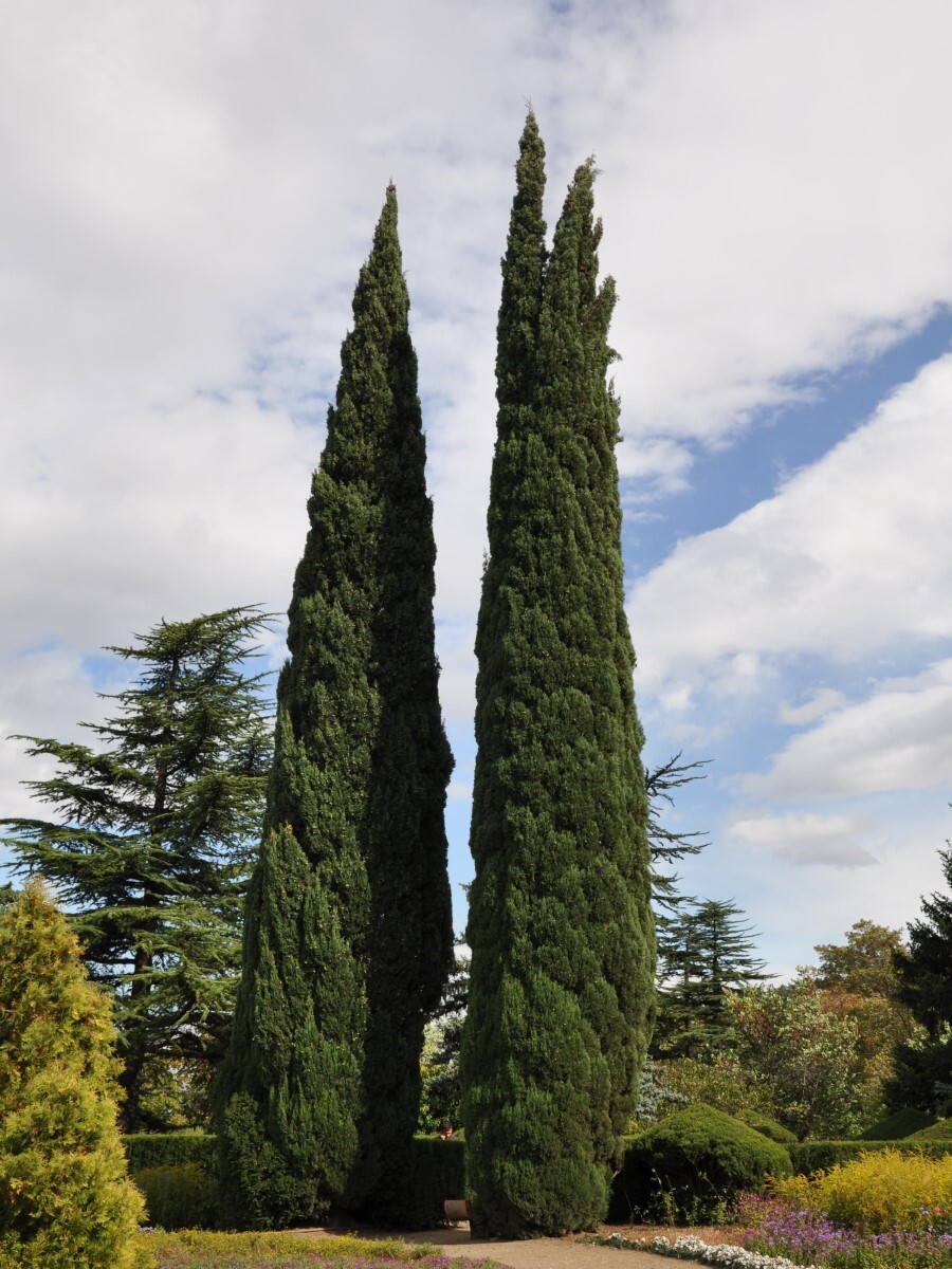 Семена Кипарис вечнозелёный пирамидальный (Cupressus sempervirens  Pyramidalis), 30 штук