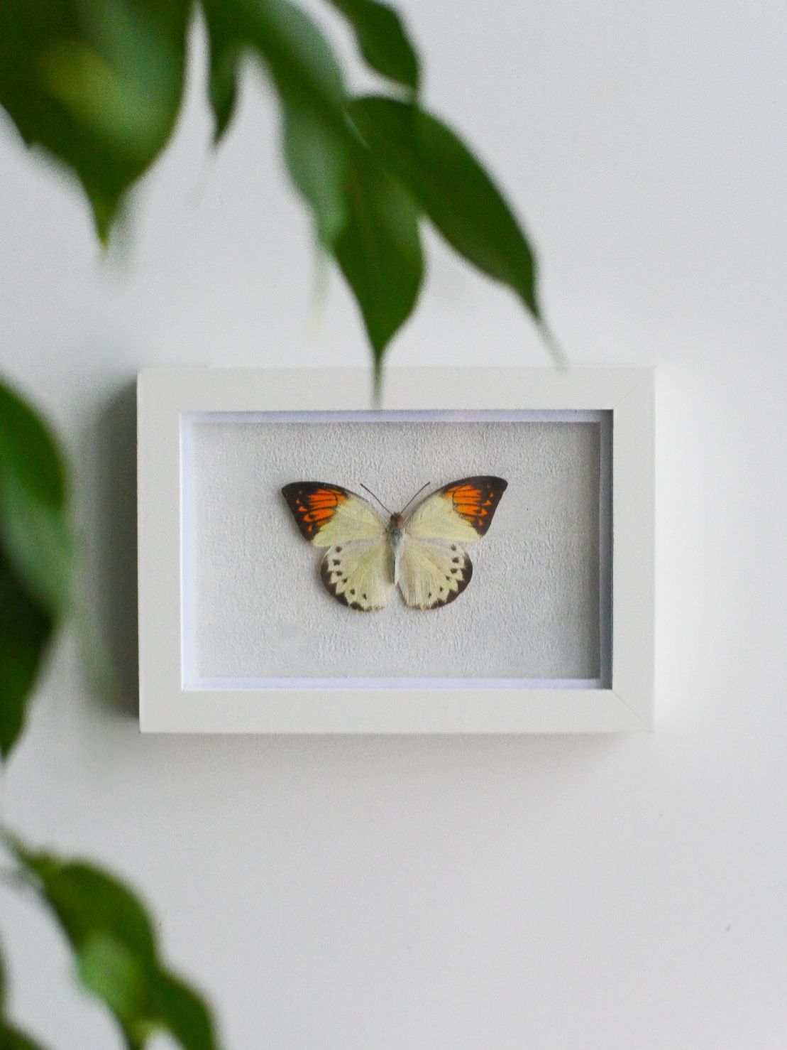 Бабочки на стену своими руками: формируем общую картинку