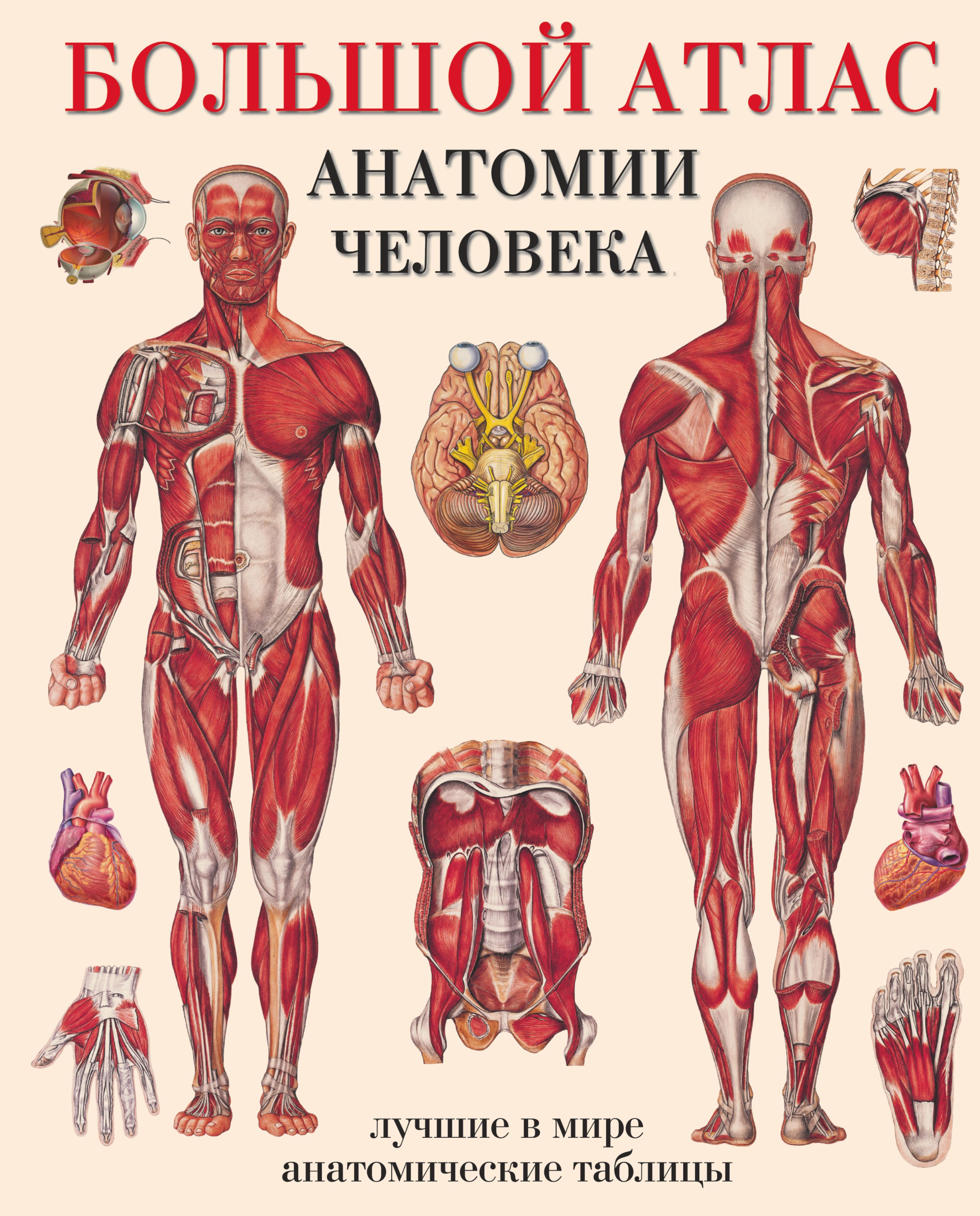 Анатомия атлас. Махиянова е.б большой атлас анатомии человека. Атлас 