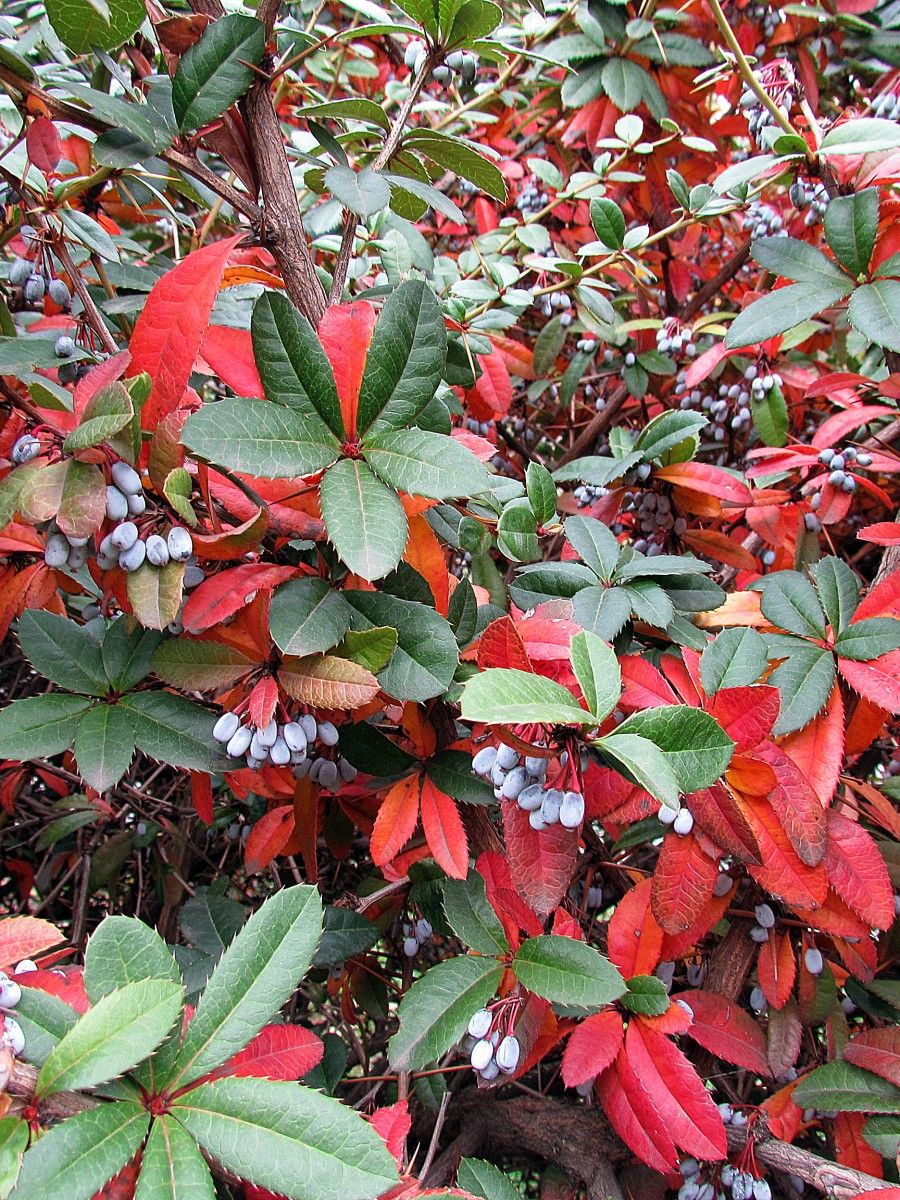 Барбарис Юлиана (Berberis julianae)