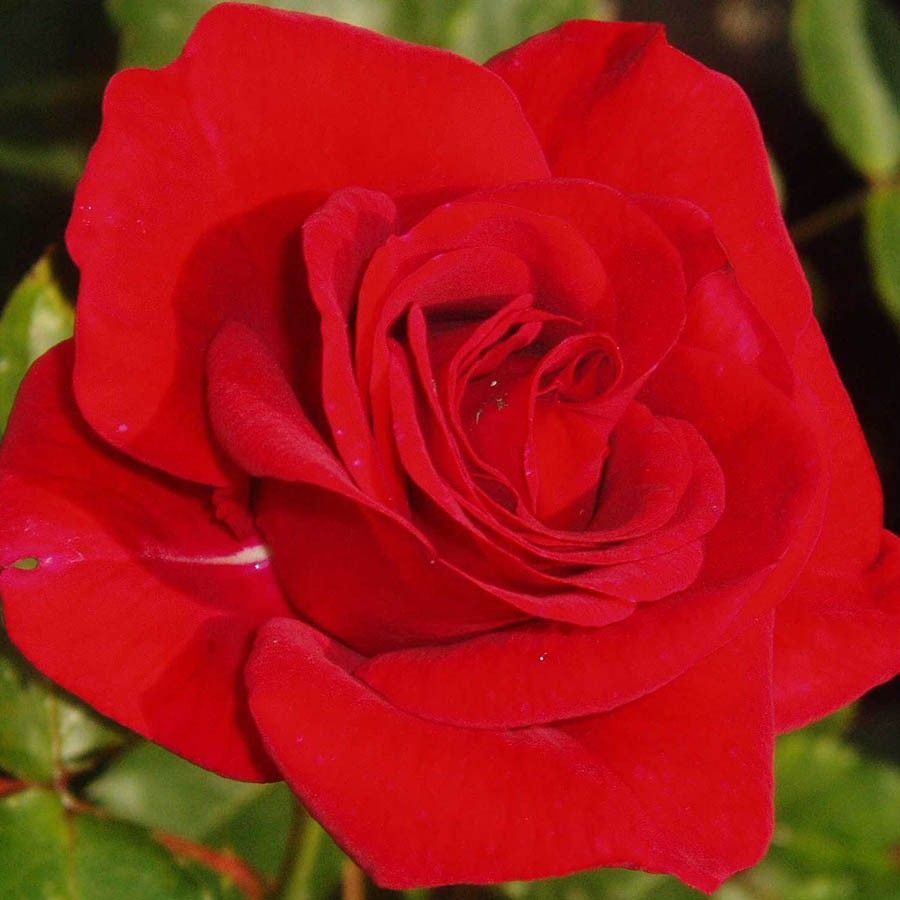 Роза Аллотрия