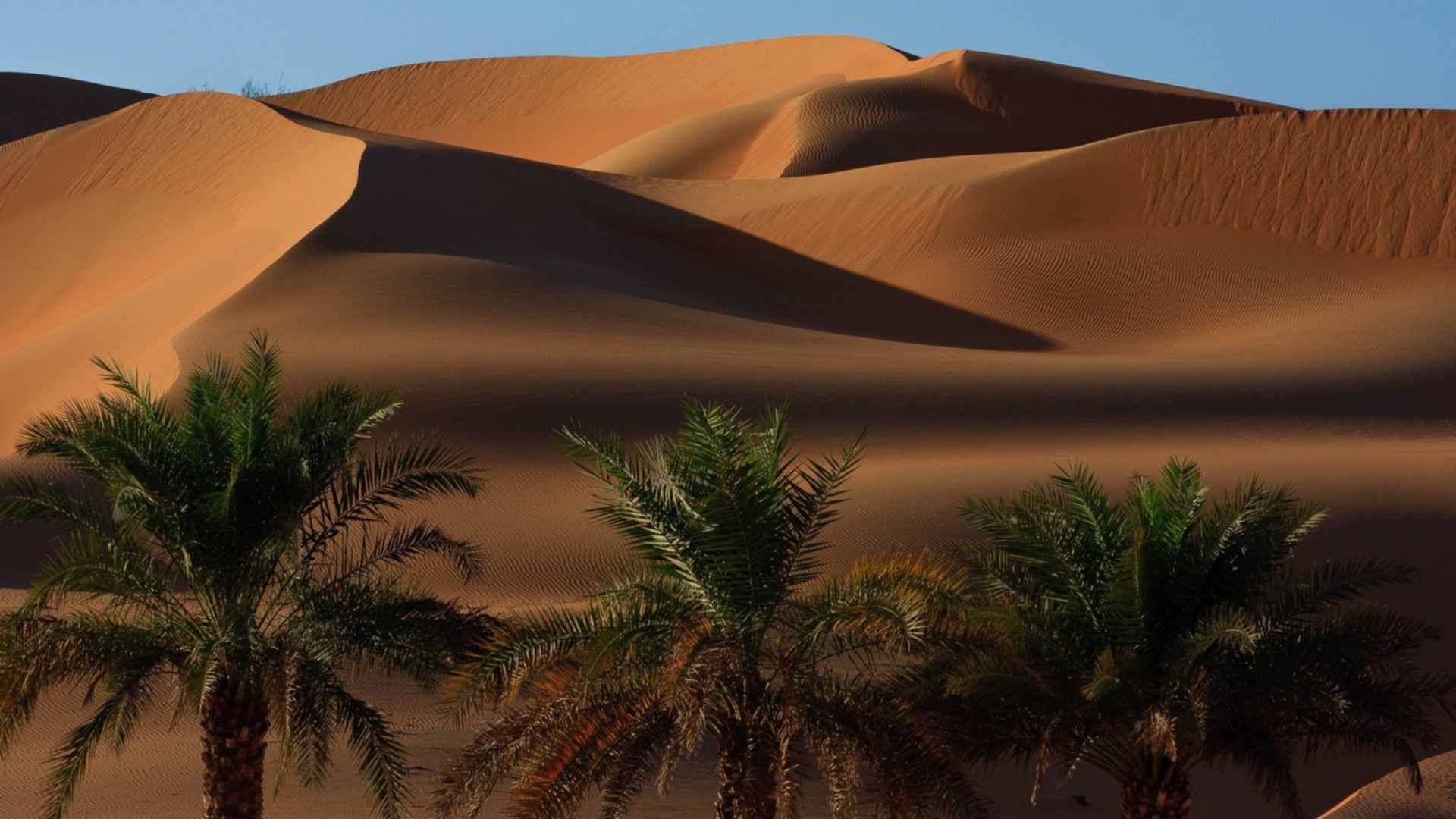 Оазис с тремя пальмами в Аравийской пустыне