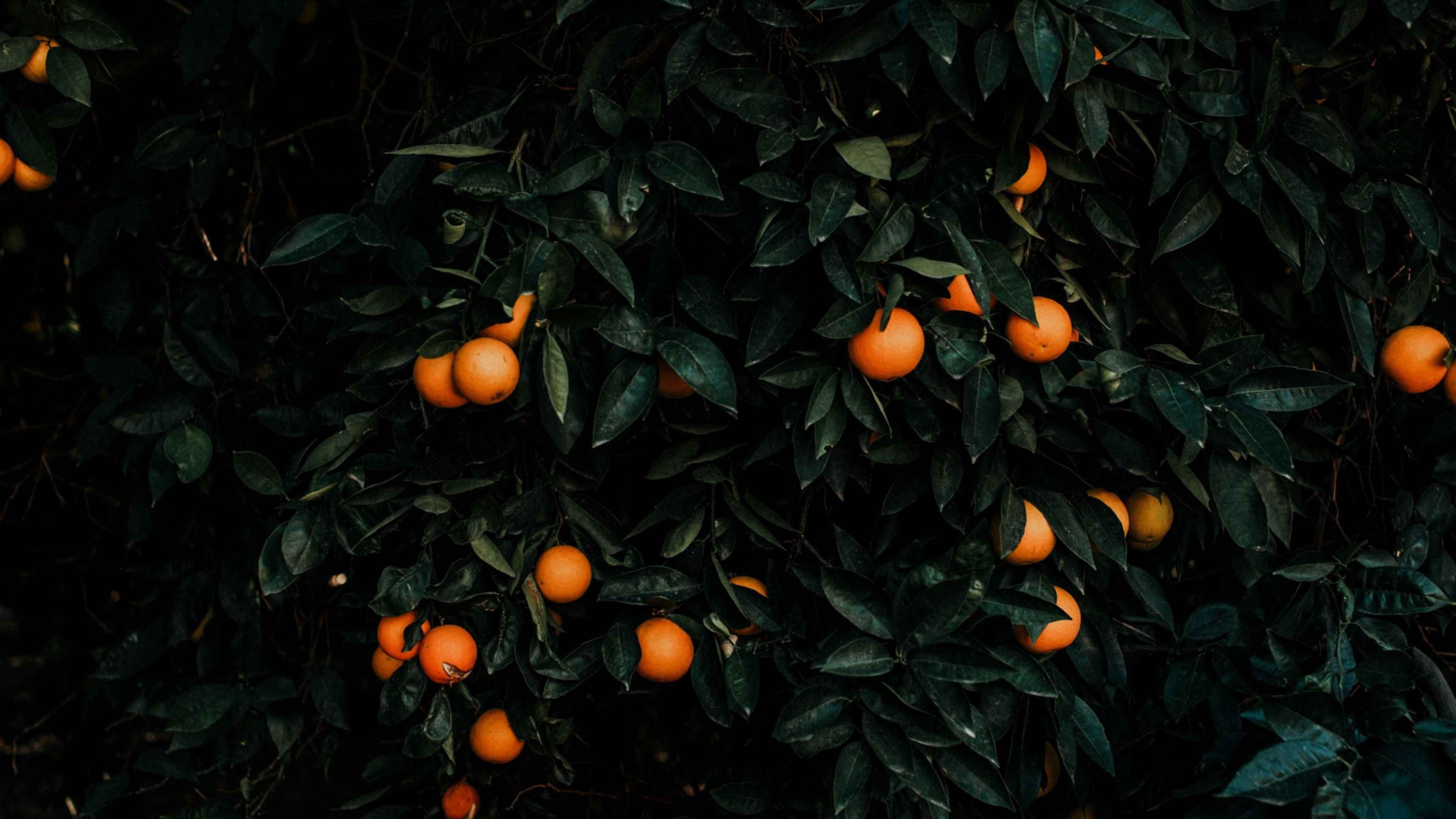 Заставка на телефон апельсины