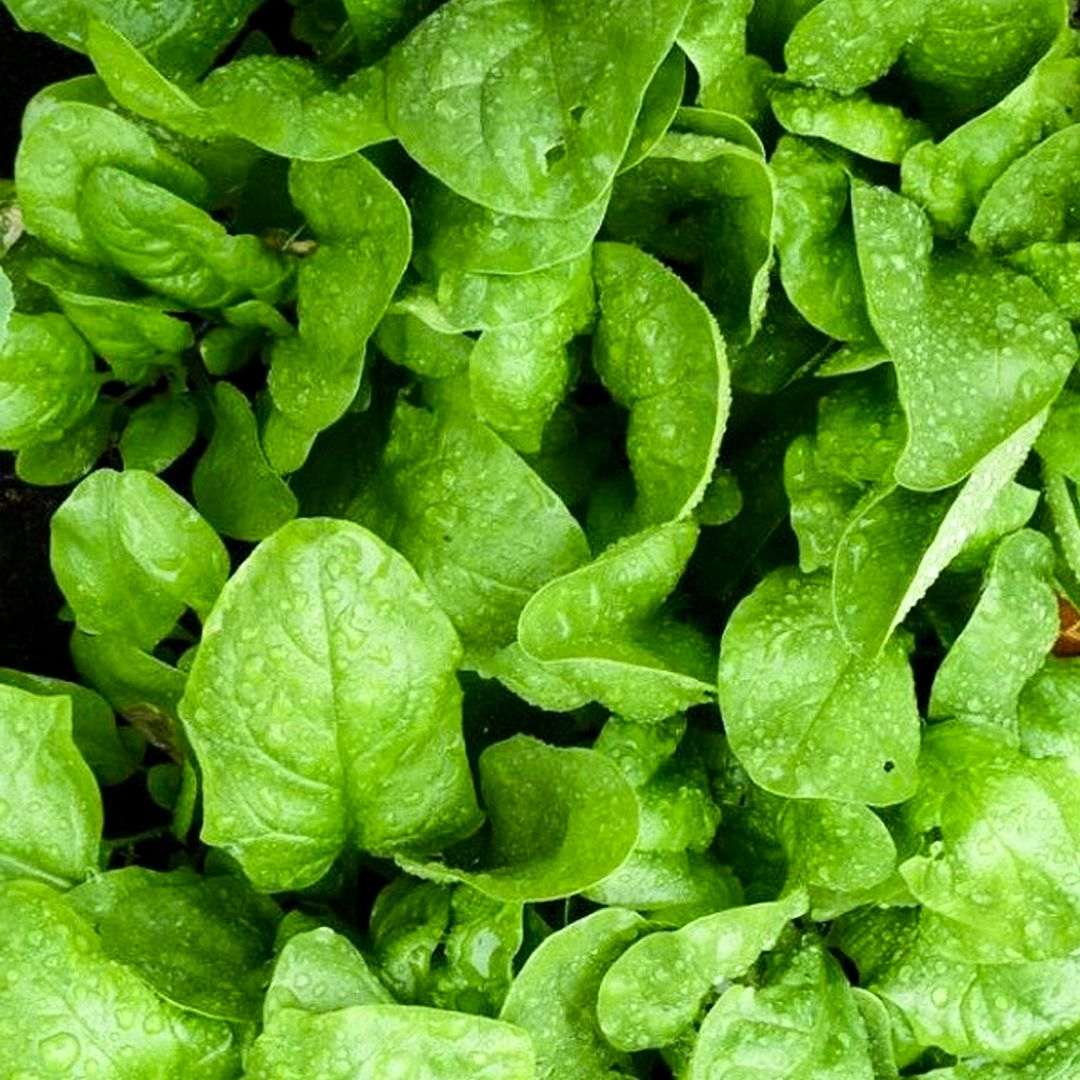 шпината роды. сорт шпината рийк ван. шпинат огородный. шпинат широколистный. шпинат "матадор".