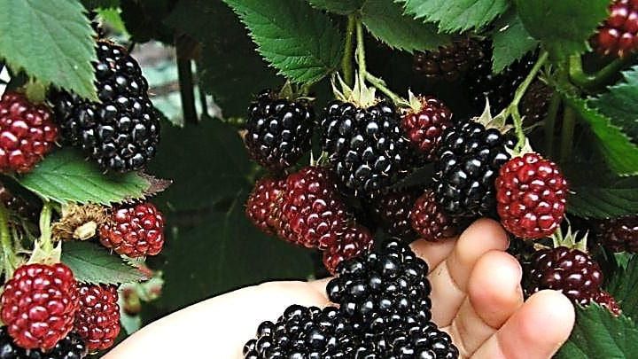 Какая ежевика сладкая. Ежевика кайова. Himalayan blackberry. Ежевика средне ранние сорта. Ежевика хелен.