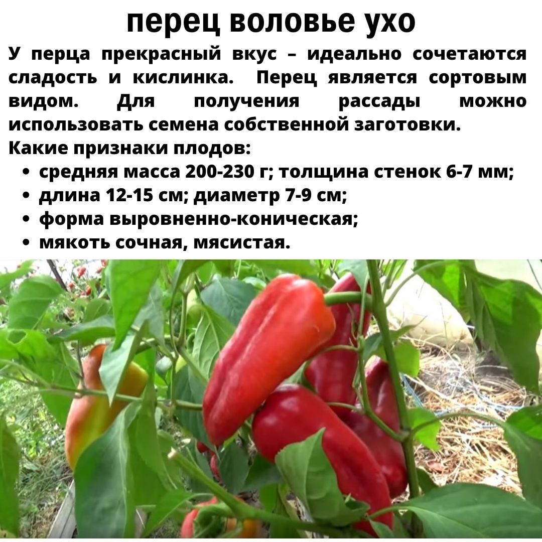 сорта перцев башня слов. сорт перца болгарин. перец бейби ред f1. перец хабанеро red. сорта перцев башня слов.