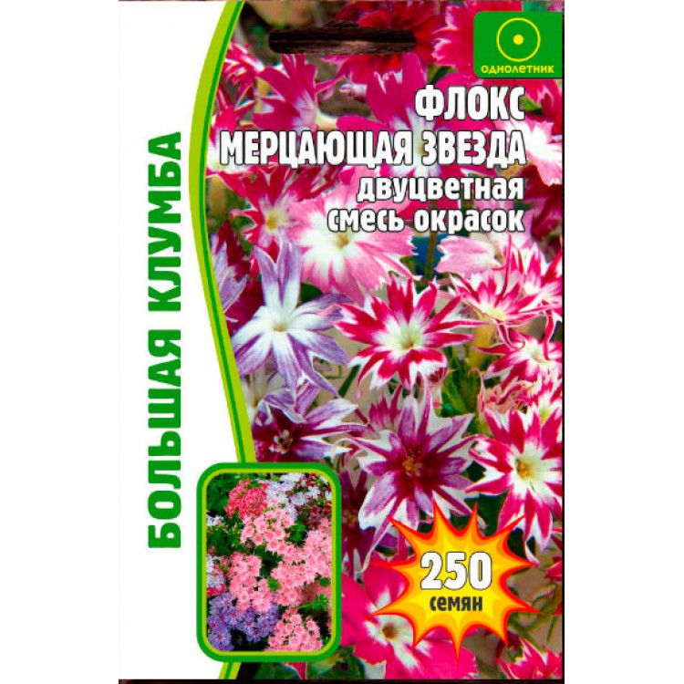 Флоксы Однолетние Купить Семена