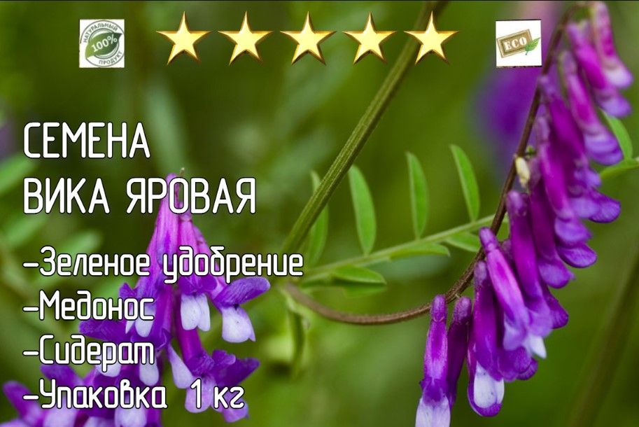 Купить Семена Вики Яровой В Алтайском Крае