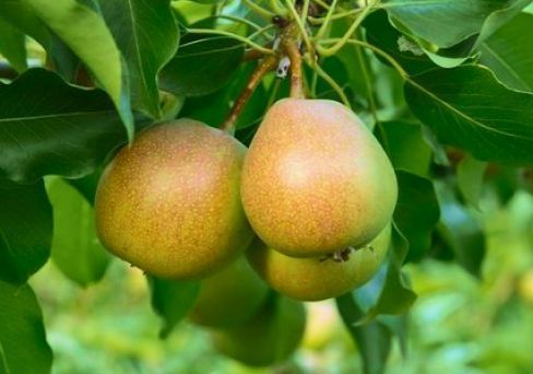 Introducing Organic Starkrimson Pears Pear, Fruit, Pear varieties