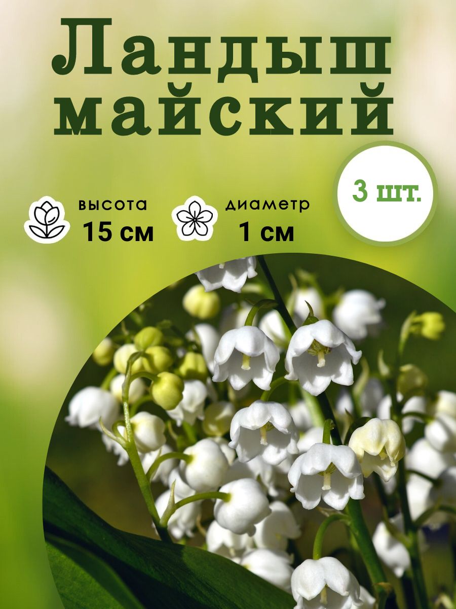 Где Можно Купить Ландыши В Москве