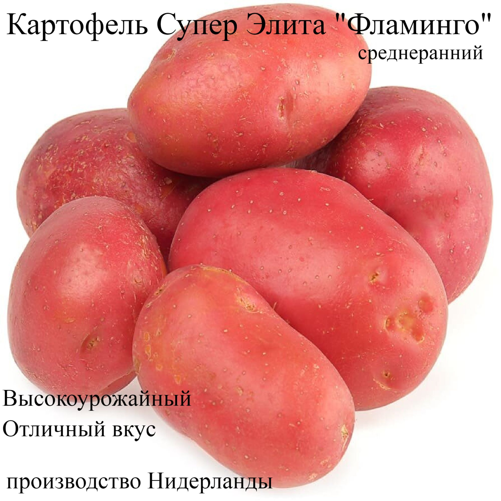 Картофель красный (сетка 5кг)